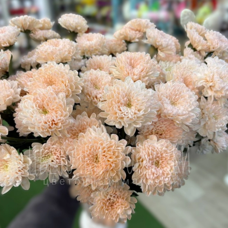 Хризантема мандариновая 1шт-350руб