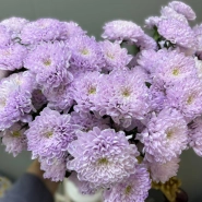 Хризантема фиолетовая 1шт-350руб 0