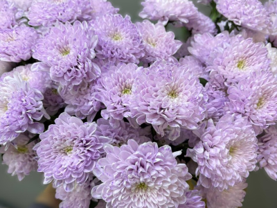 Хризантема фиолетовая 1шт-350руб