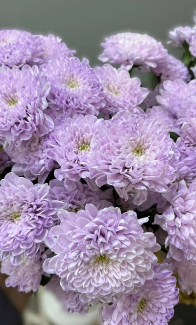 Хризантема фиолетовая 1шт-350руб