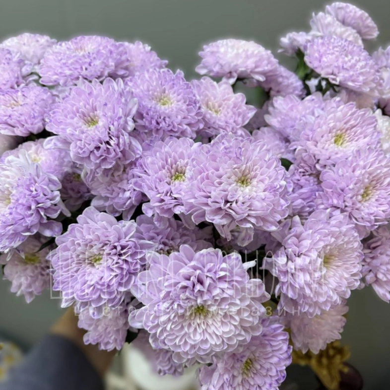 Хризантема фиолетовая 1шт-350руб