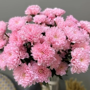 Хризантема брусничная 1шт-350руб 0