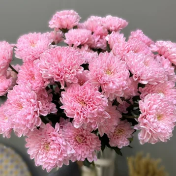 Хризантема брусничная 1шт-350руб