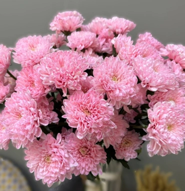 Хризантема брусничная 1шт-350руб