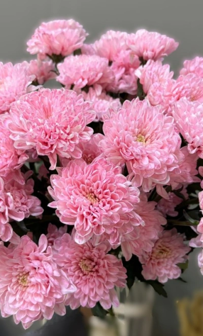 Хризантема брусничная 1шт-350руб