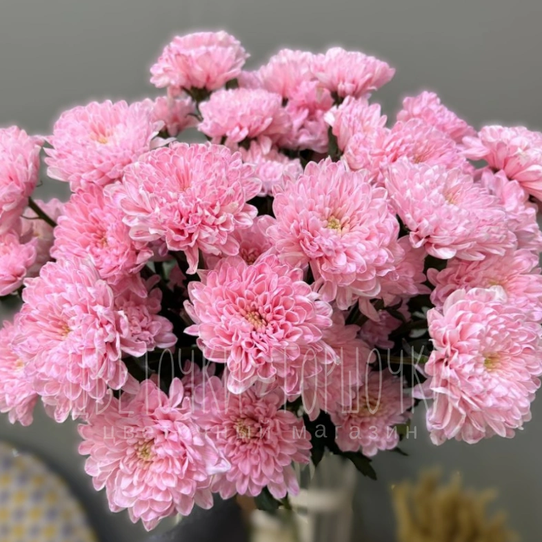 Хризантема брусничная 1шт-350руб