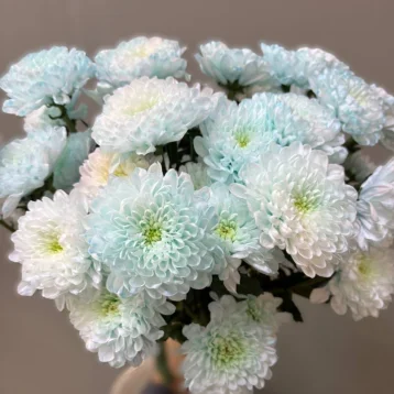 Хризантема голубая 1шт-350руб