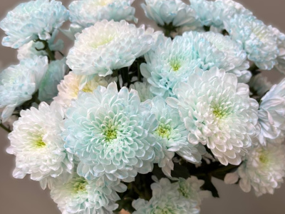 Хризантема голубая 1шт-350руб