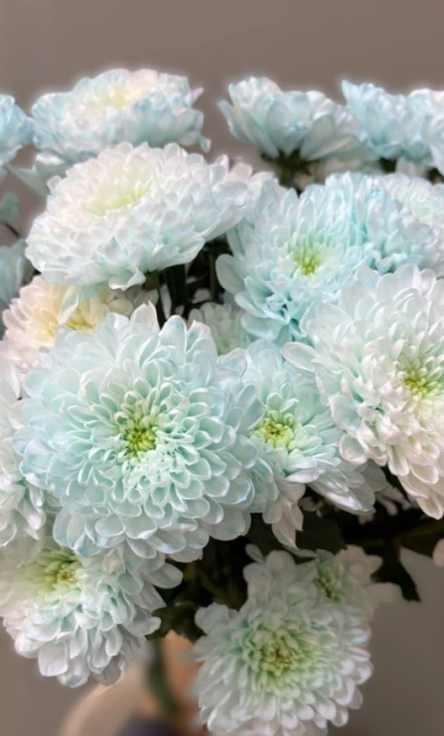 Хризантема голубая 1шт-350руб