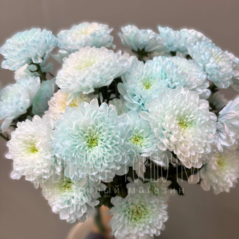 Хризантема голубая 1шт-350руб