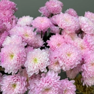 Хризантема розовая 1шт-350руб 0