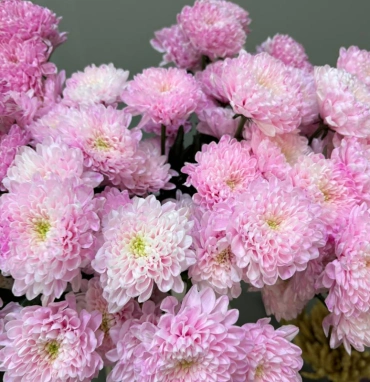 Хризантема розовая 1шт-350руб