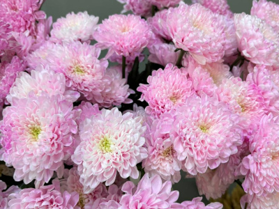 Хризантема розовая 1шт-350руб