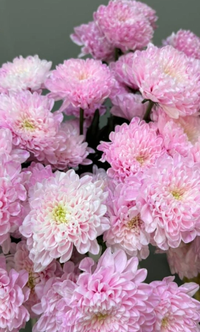 Хризантема розовая 1шт-350руб