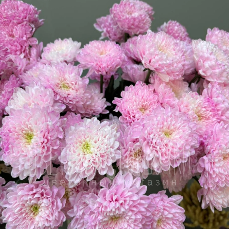 Хризантема розовая 1шт-350руб