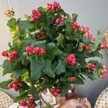 Гиперикум 1шт-270руб