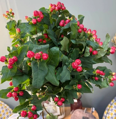 Гиперикум 1шт-270руб