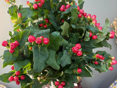 Гиперикум 1шт-270руб