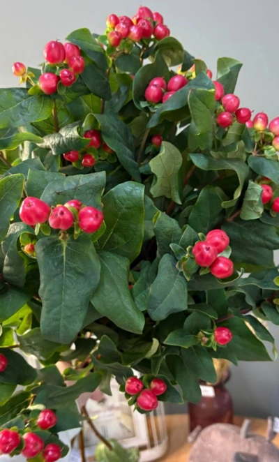 Гиперикум 1шт-270руб