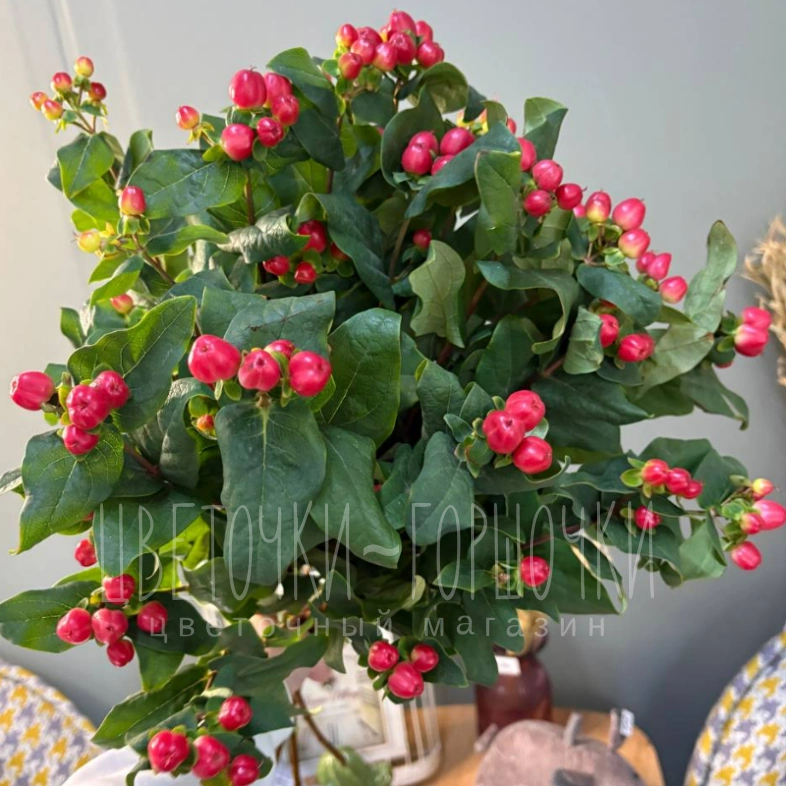 Гиперикум 1шт-270руб