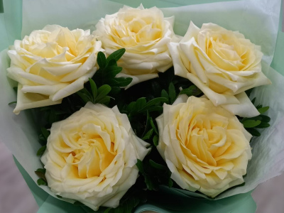 Белые нежности