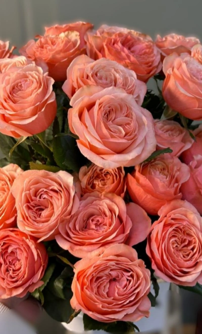 Роза Кахала 1шт-300руб